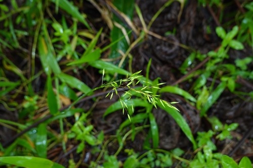 Homolepis aturensis observed 2026-04-24