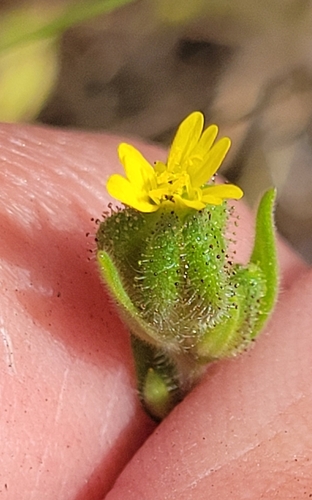 iNaturalist observation photo of grassy tarweed