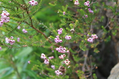 Erica lateralis