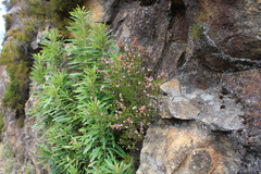 Erica lateralis