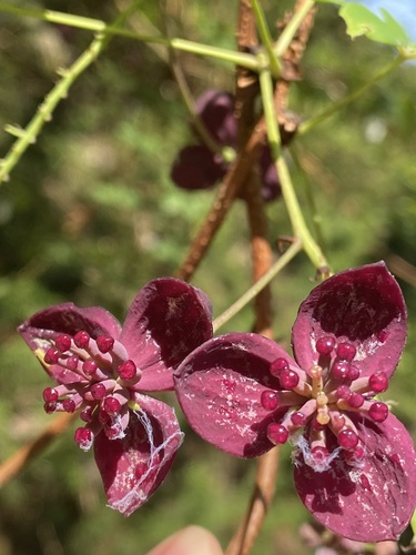 Akebia longeracemosa, photograph 5