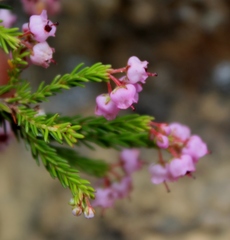 Erica lateralis
