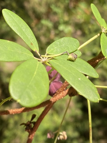Akebia longeracemosa, photograph 6
