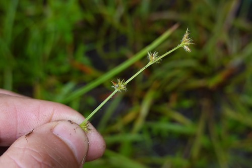 Scleria hirtella, 2026-04-24