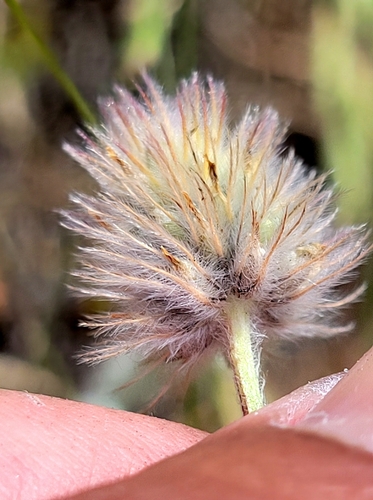 iNaturalist observation photo of Rancheria clover