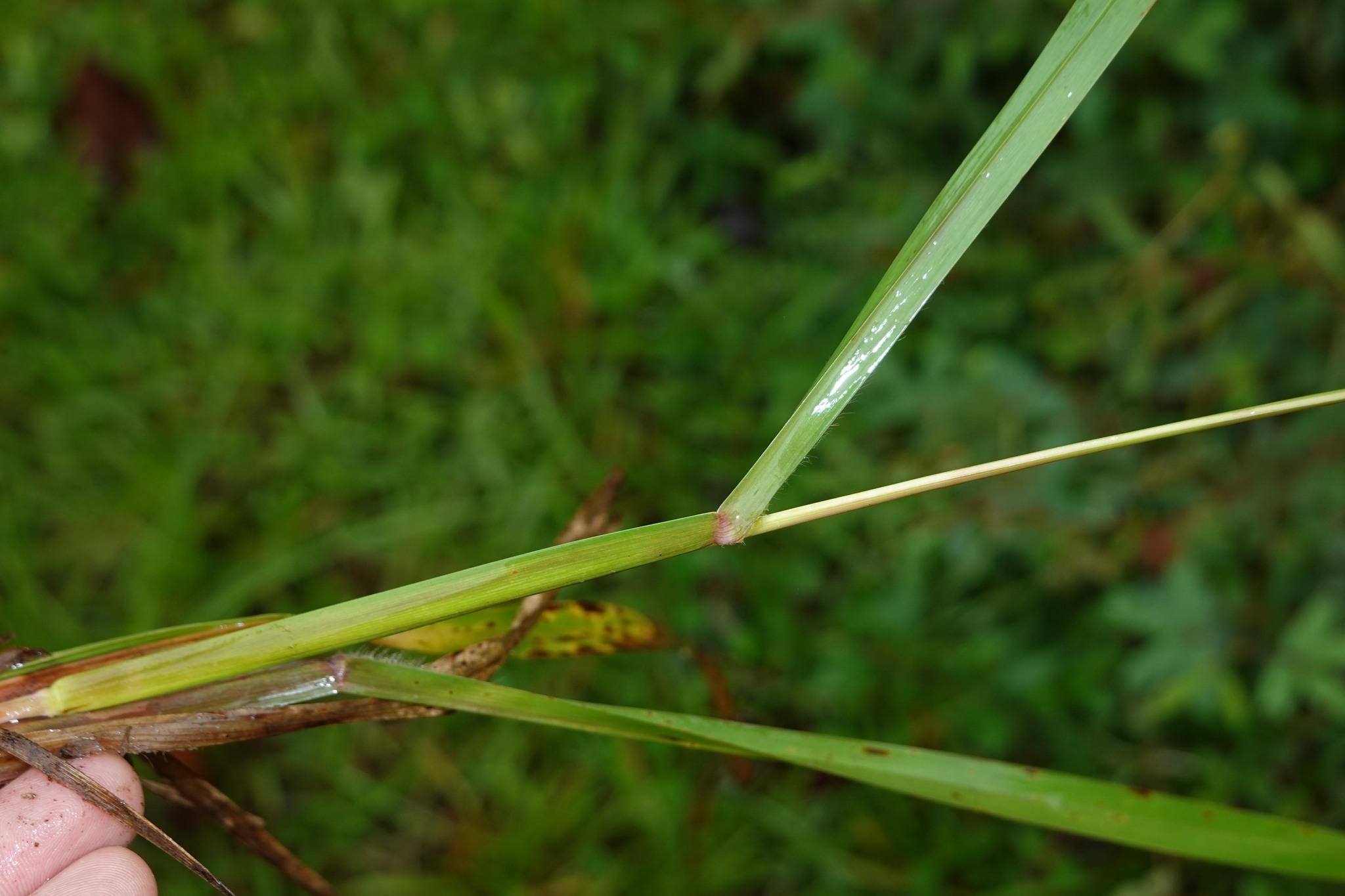 Imagem de Axonopus purpusii
