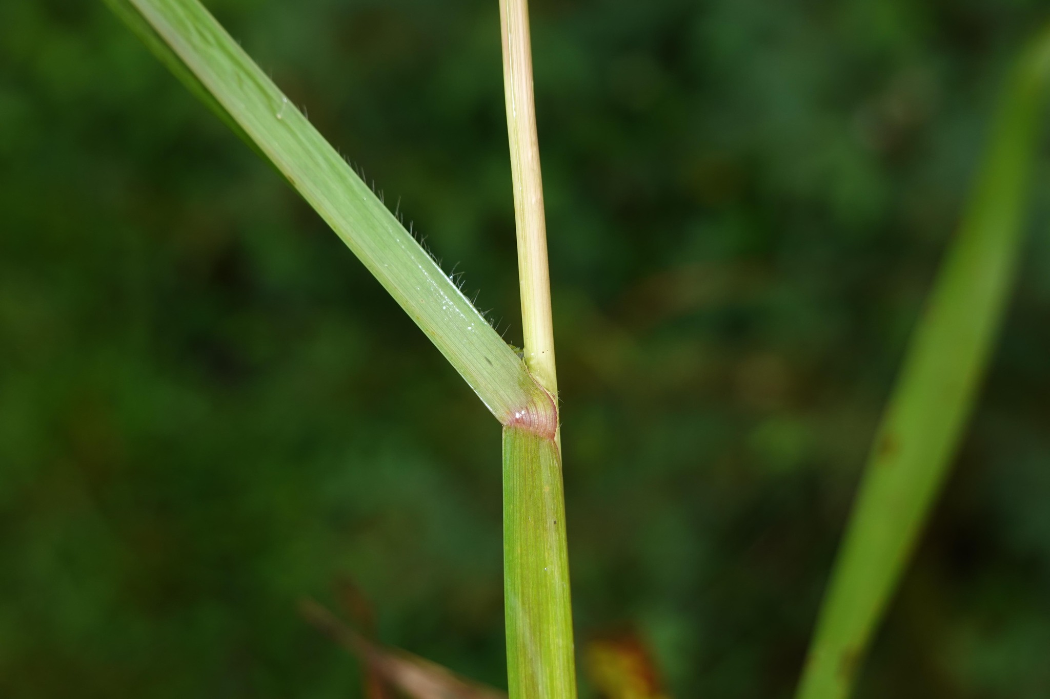 Imagem de Axonopus purpusii