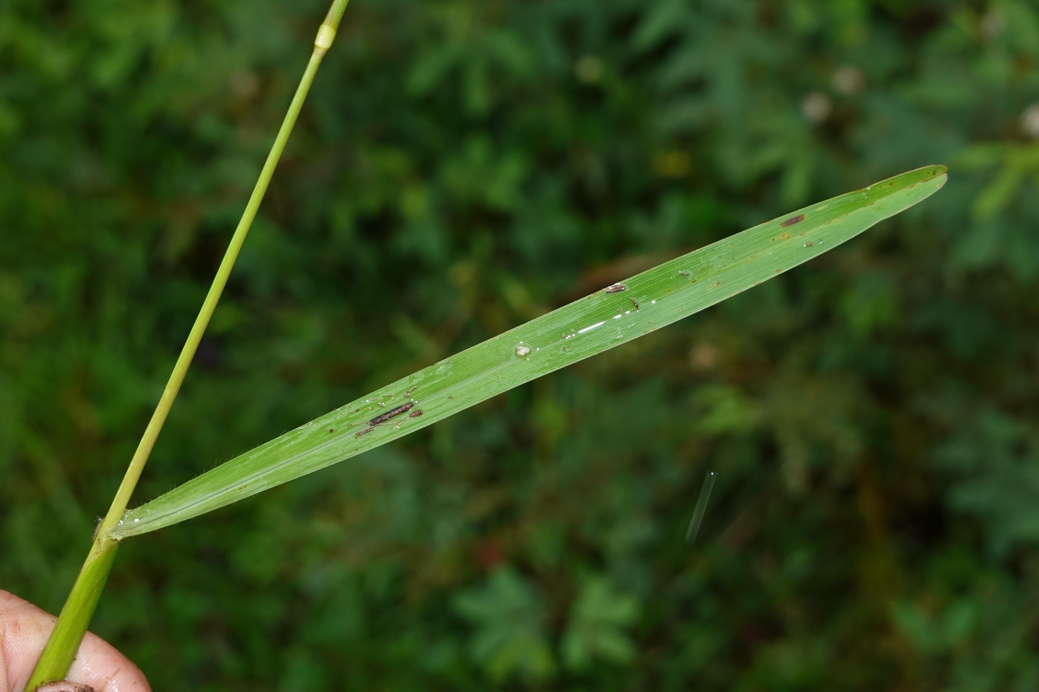 Imagem de Axonopus purpusii