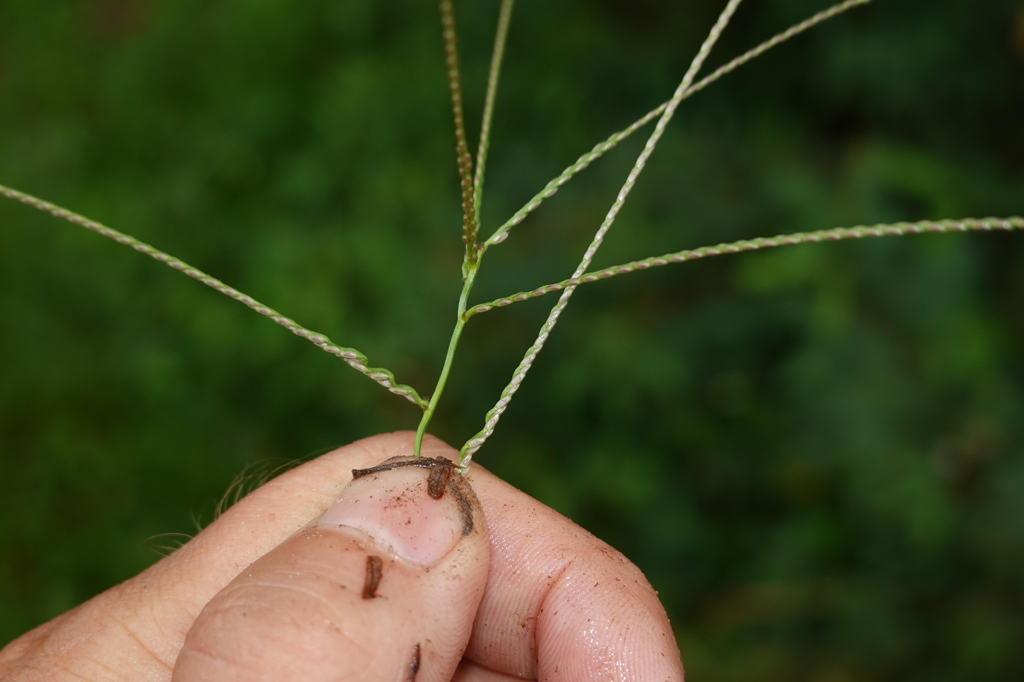 Imagem de Axonopus purpusii