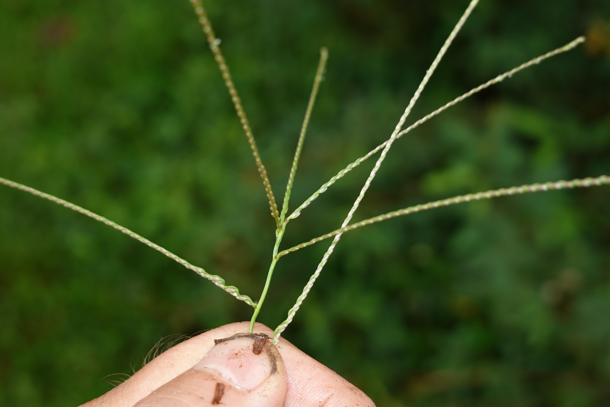 Imagem de Axonopus purpusii