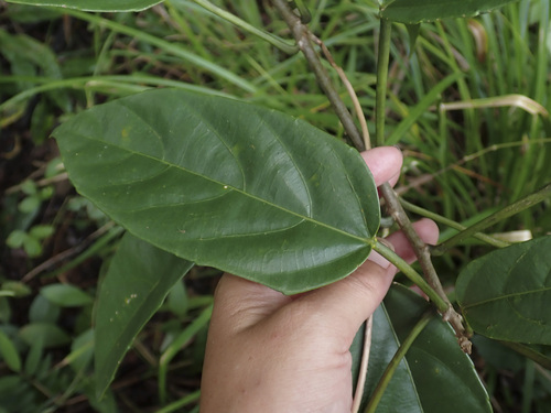 Omphalea diandra, 2026-04-24