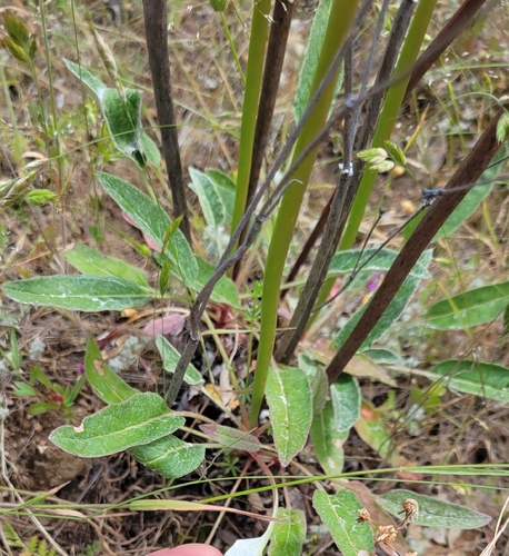 iNaturalist observation photo of Naked Buckwheat