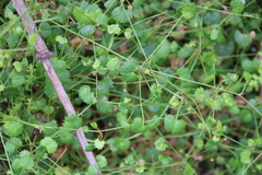 Centella callioda