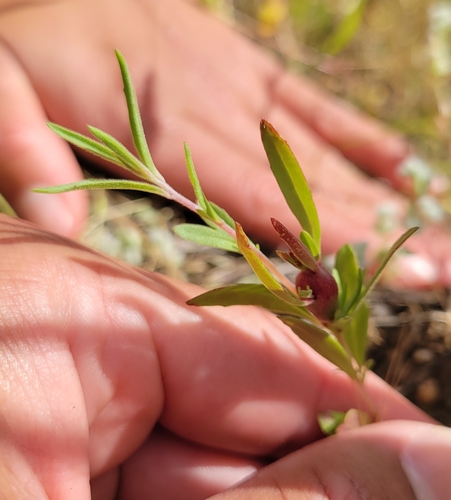 iNaturalist observation photo of Winecup Clarkia