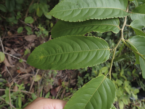 Banara guianensis, 2026-04-24