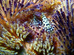 Periclimenes colemani