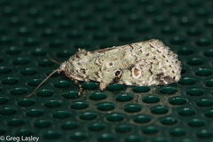 Maliattha concinnimacula