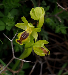 Ophrys lutea galilaea