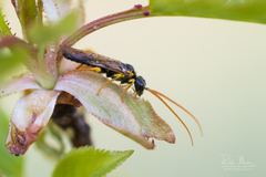 Pamphilius sylvaticus