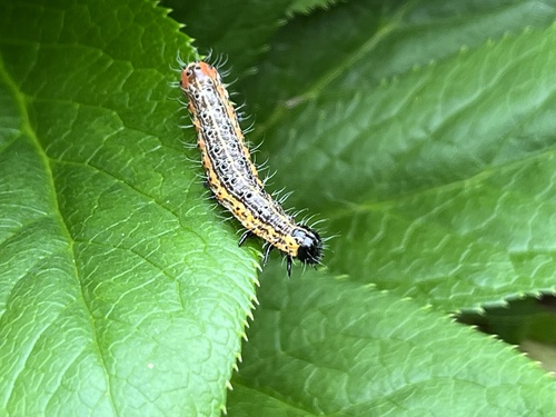 Orthosia limbata