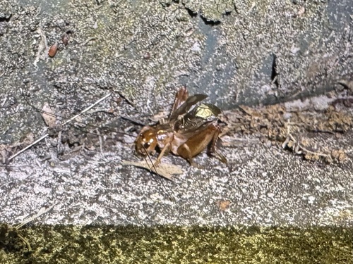 Common Short-tailed Cricket photo 4