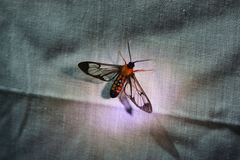 Cosmosoma sectinota