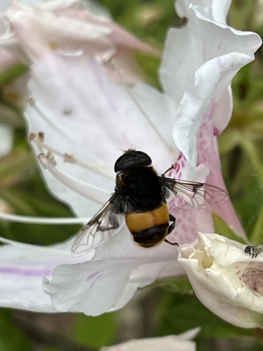 Phytomia zonata