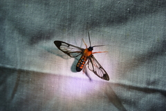Cosmosoma sectinota