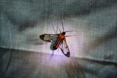 Cosmosoma sectinota
