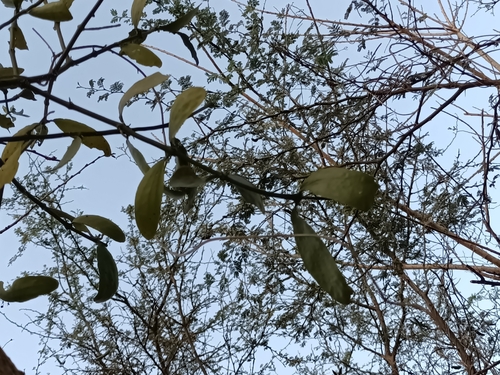 Psittacanthus calyculatus, photograph 5