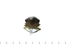 Idiocerus lituratus