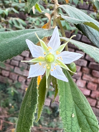 Muntingia calabura