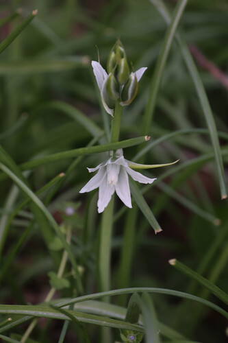 Ornithogalum nutans, photograph 5