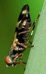 Chaetopsis massyla