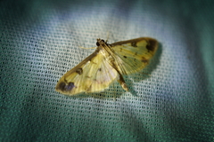 Eulepte