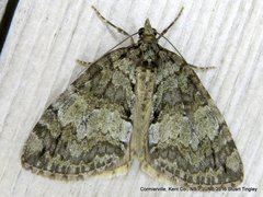 Hydriomena renunciata