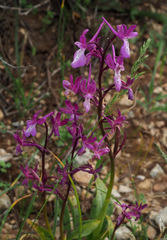Orchis anatolica
