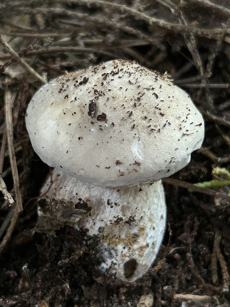 Clitocybe nebularis · May 2026 · photo: © stinkopotamus (iNaturalist, cc-by)