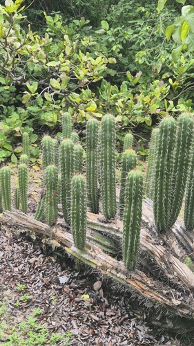 Pilosocereus catingicola