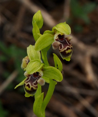 Ophrys umbilicata