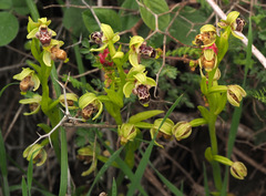 Ophrys umbilicata