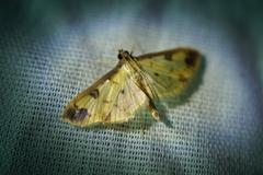 Eulepte