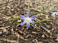 Scilla forbesii