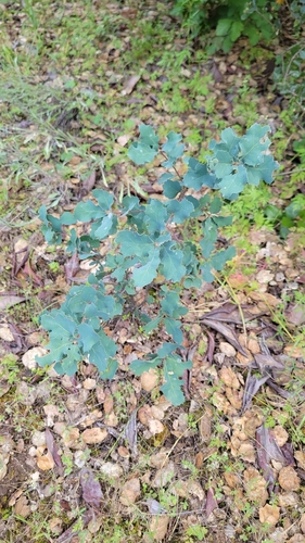 iNaturalist observation photo of Dumosae