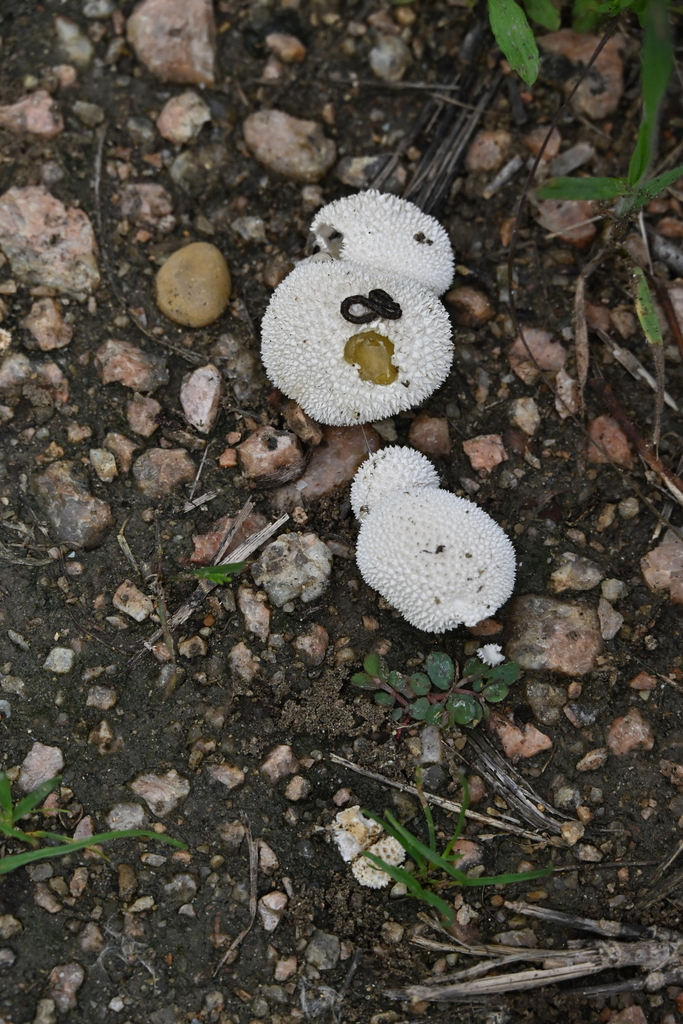 Lycoperdon marginatum · April 2026 · photo: © vince13 (iNaturalist, cc0)