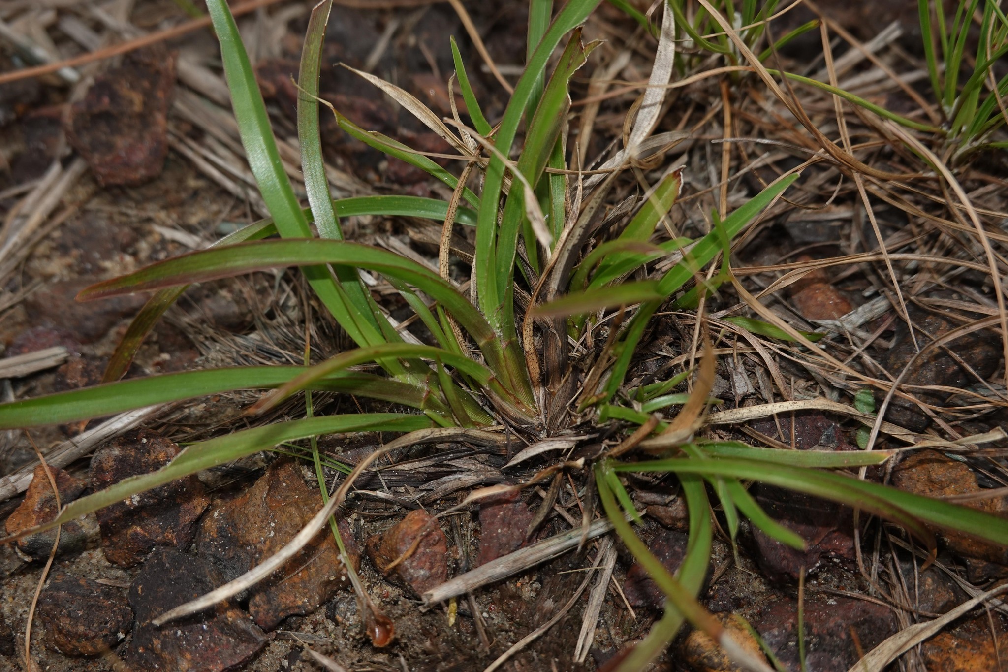 Imagem de Axonopus purpusii