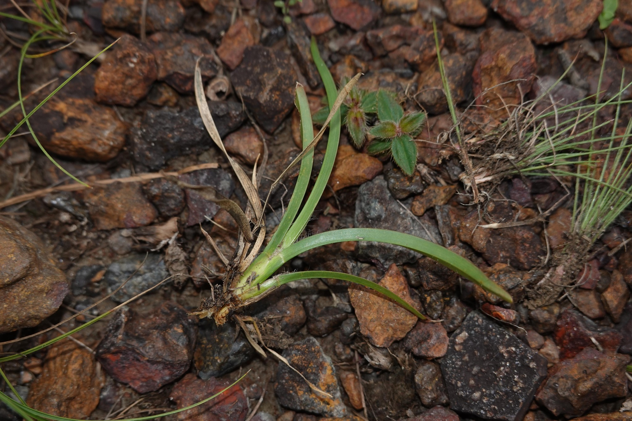 Imagem de Axonopus purpusii