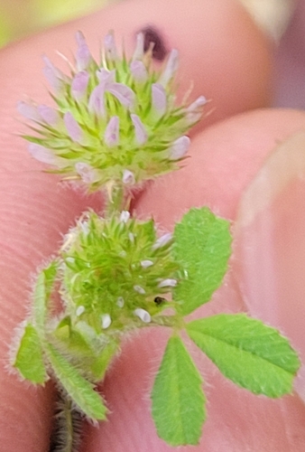 iNaturalist observation photo of small-headed clover