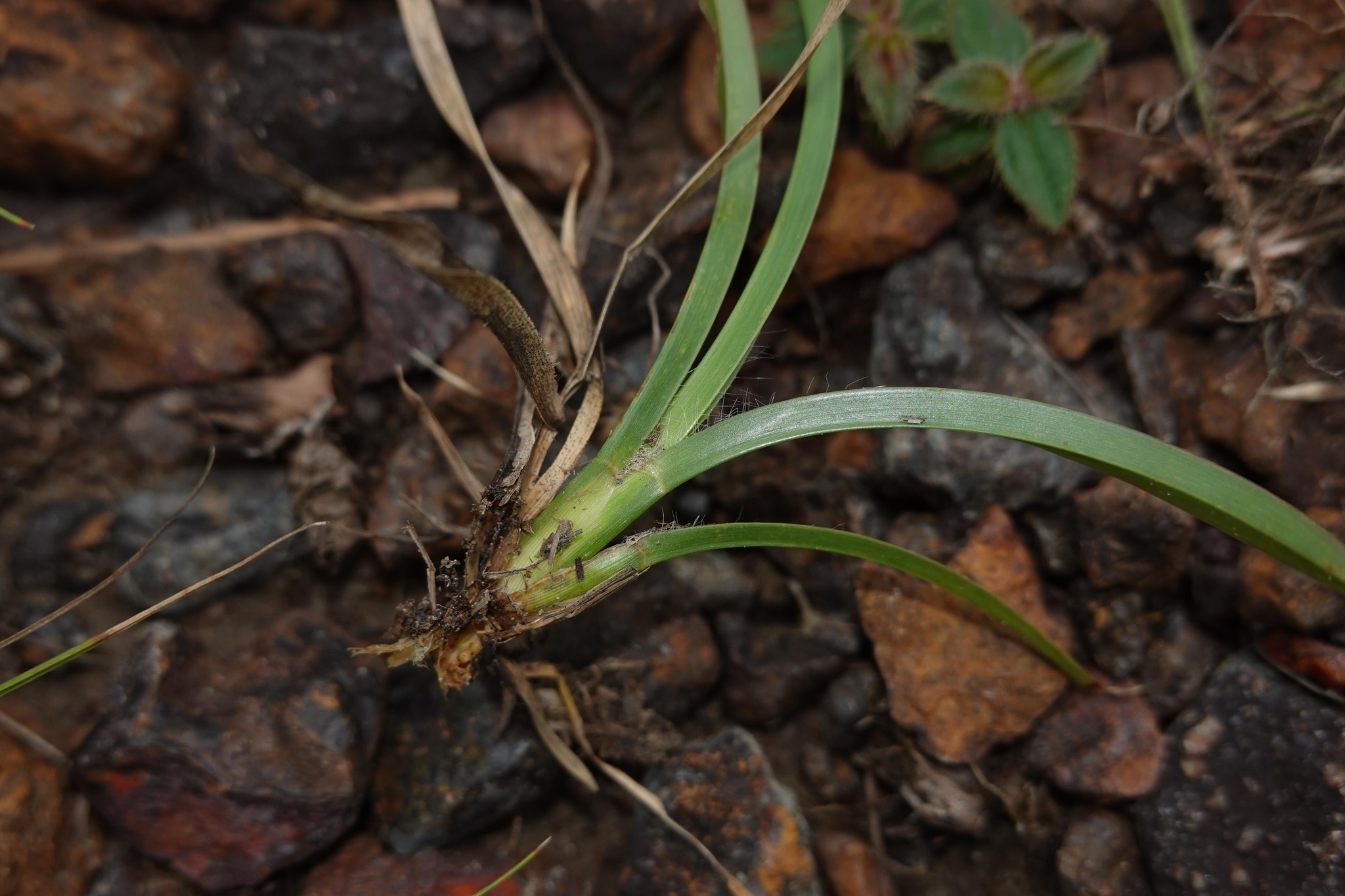 Imagem de Axonopus purpusii