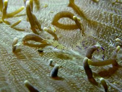 Ancylomenes holthuisi